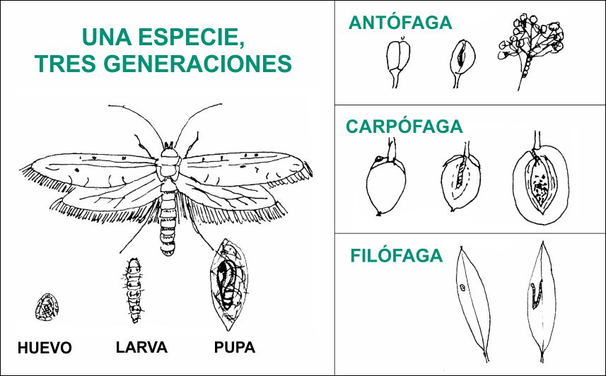 tres generaciones de prays oleae